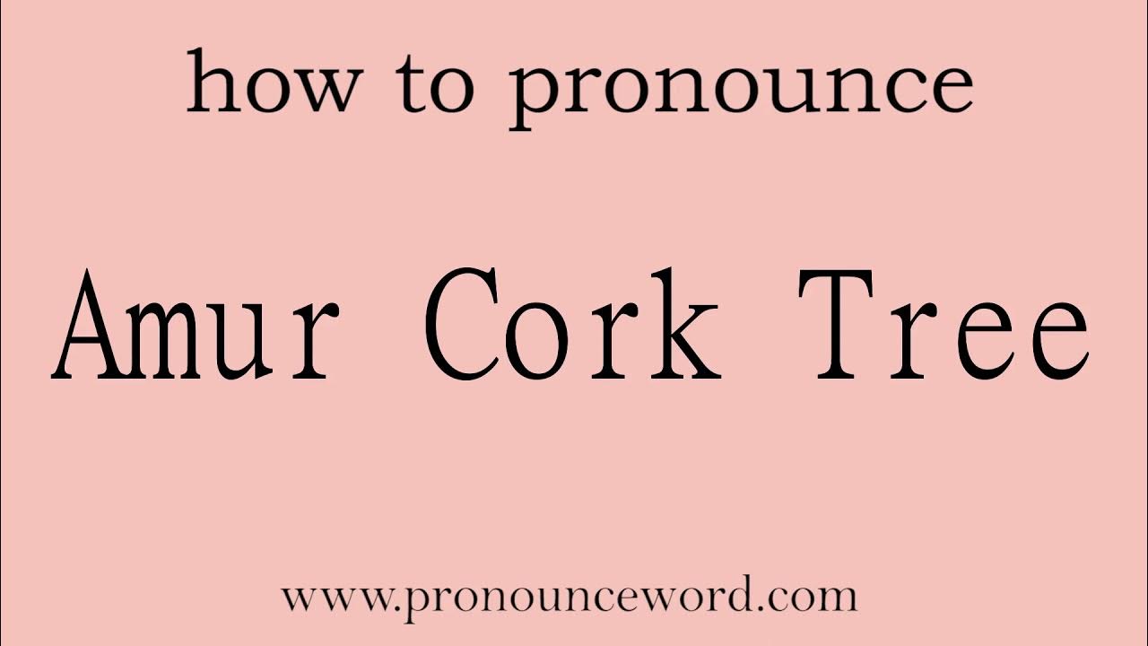 Amur Cork Tree How to pronounce Amur Cork Tree in english (correct