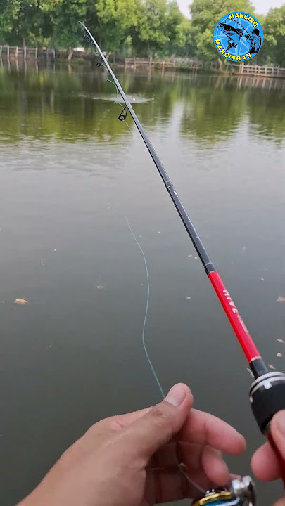 amncing mujair lagi bolo #mancing #mancingceria #mancingmantap #fyp #shortvideo #shortsfeed #shorts