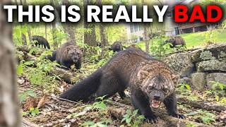 Wild Fishers Are Returning to America And What They Do Terrify Entire Towns