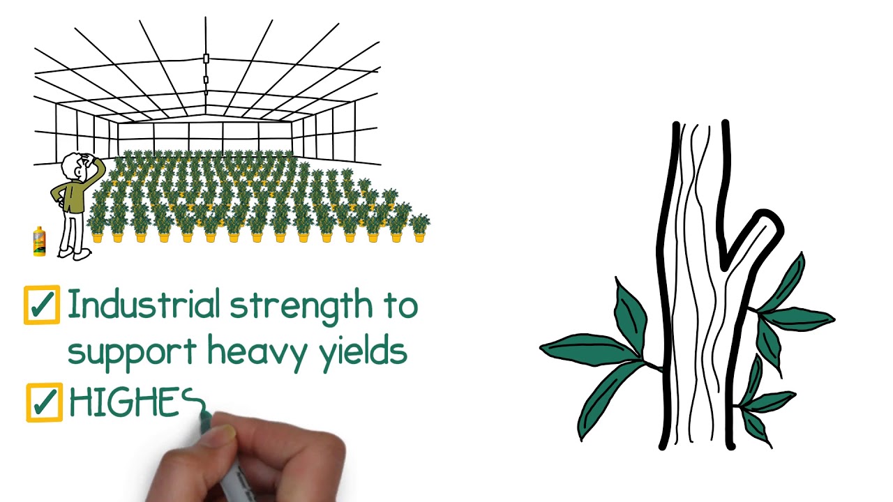 Bloom Silica - Product Video