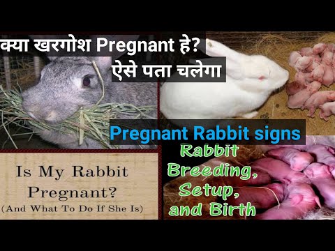 क्या आपका खरगोश बच्चे देने वाला है l Pregnant खरगोश के लक्षण l Pregnancy signs in Rabbit