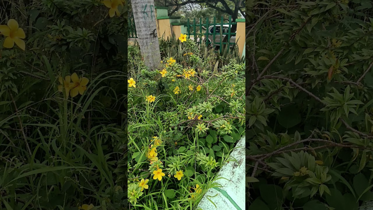 natural look like place in lower camp🫰🫰🫰🙏🙏🙏🙏