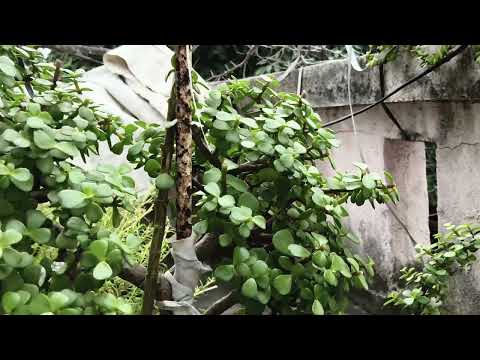 Jade Plant Care & Making Bonsai tips & Fartilizer