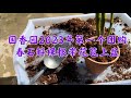 03/01/2023 Repotting the Dendrobium 春石斛裸根带花苞，这样的植料能确保顺利开花吗？