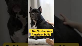 8 Things You Must Never Do To Your American Bully #americanbully #bullybreed #bully 8 Things You Must Never Do To Your American Bully #americanbully #bullybreed #bully