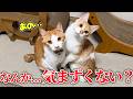 仲良かった子猫と数ヶ月ぶりに再会した結果…。なんか、気まずくないですか?