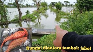 Download Lagu Mancing di sungai di antara tambak kolam ikan jebol mancing banjiran lamongan MP3