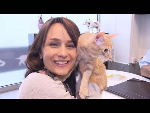 Vidéo: Comment choisir le bon chat