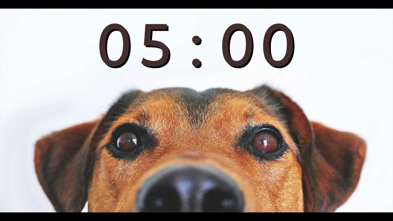 5 Minute Timer For School And Homework - Dog Bark Alarm Sound - Youtube