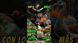 Top 5 Aves Con Los Cortejos + Impresionantes #Top5 #Curiosidades #Animales #Aves #Cortejo #Shorts