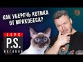 Как уберечь котика от мракобеса? Николай Вагабов. #Постскриптум