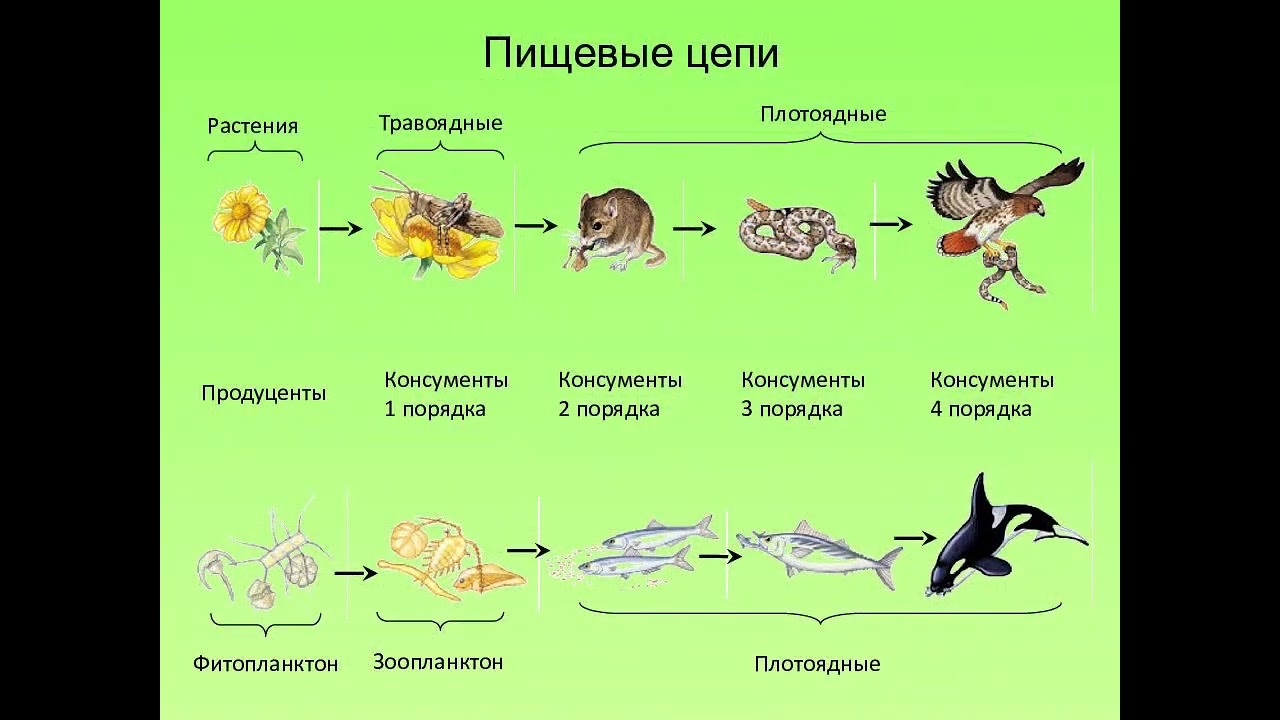 Какова роль производителей в пищевой цепи биология. Цепь питания растение травоядное хищник. Цепь питания 5 звеньев. Автотрофы звено пищевой цепи. Схема цепей питания организмов.