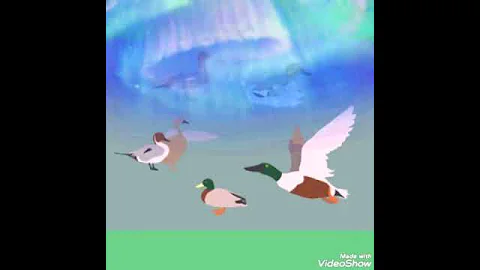 Самые интересные приметы про уток!