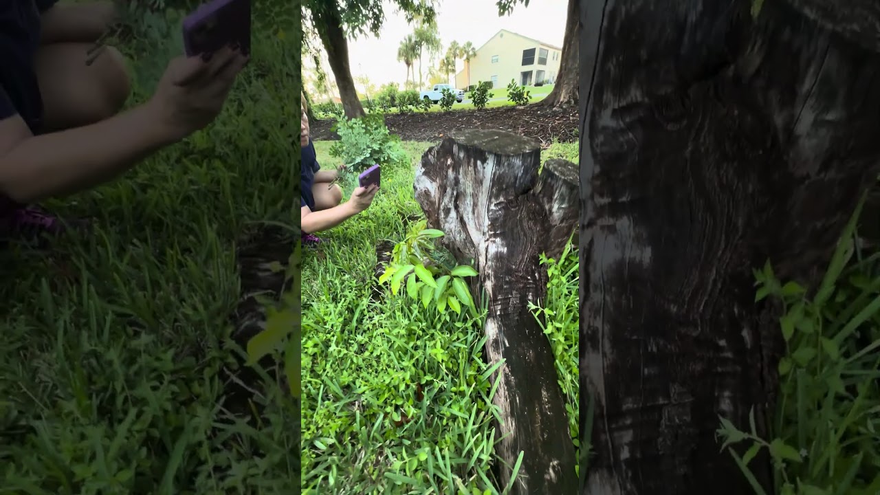 4D3N Labor Day Weekend 2025