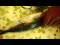 12.シェフキッチンハサミで魚（鯵）を切る.m4v