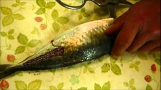 12.シェフキッチンハサミで魚（鯵）を切る.m4v