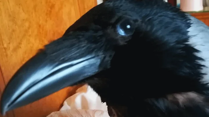 This woman adopted a special needs crow. She says ...
