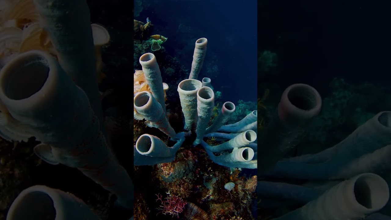 Why These Sponges Are Bright Blue 