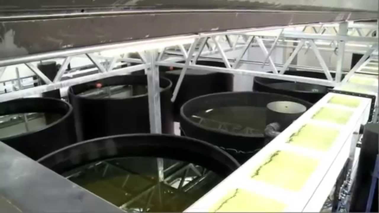 aquaculture projects – futurefish aquaculture