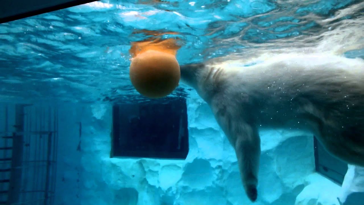kawaii emoticons Polar Bear to play ball in the water.水中でボール遊びするシロクマ。