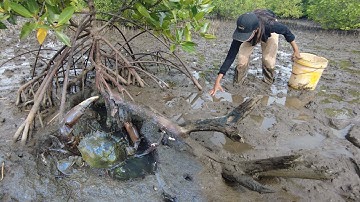 Amazing Catching Massive Mud Crabs In Holes by Hand!