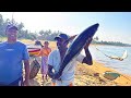 Enchanting Village Fish Market | Fishermen Bring the Fresh  Catch and Daily Market Life