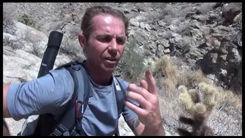 Chuckwalla  & Cactus Attack
