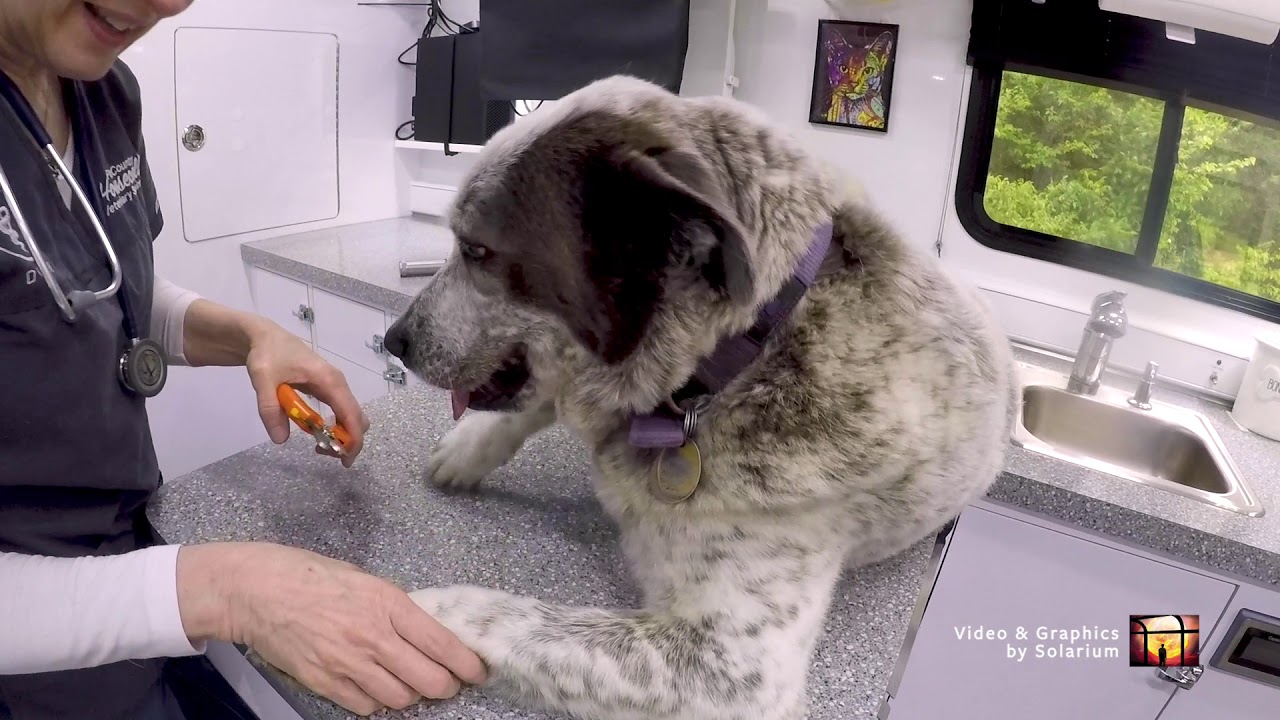 Pet Country Housecall Vet Local Theater Spotlight YouTube