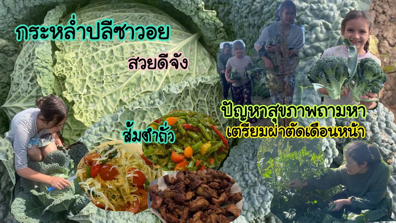 เก็บถั่วริมรั้วไปทำตำถั่ว /เพิ่งเคยปลูกกระหล่ำปลีซาวอย/ เดือนหน้ามลต้องไปผ่าตัด