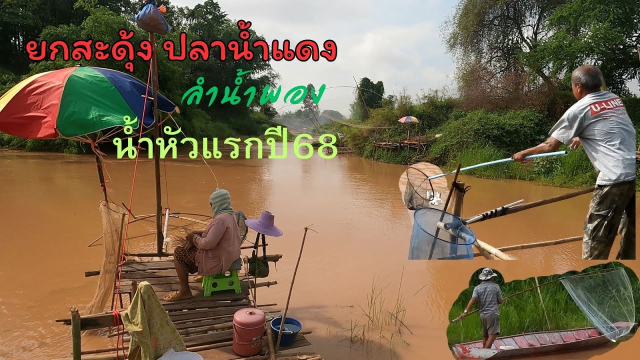 ยกยอ ยกสะดุ้ง น้ำแดงลำน้ำพอง ปี68 น้ำมาหัวแรก ก็ได้เวลาที่เหล่าคุณตา คุณยาย ออกมาหาปลา