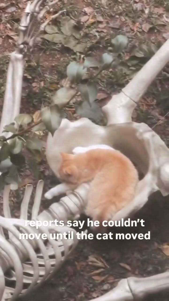 Kittyo like you are not allowed to move until they prvnci over