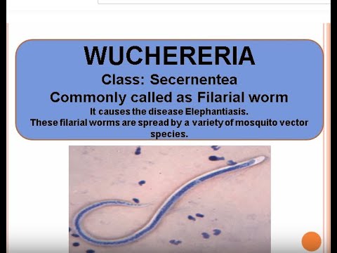 Phylum aschelminthes wuchereria. Fonálférgek