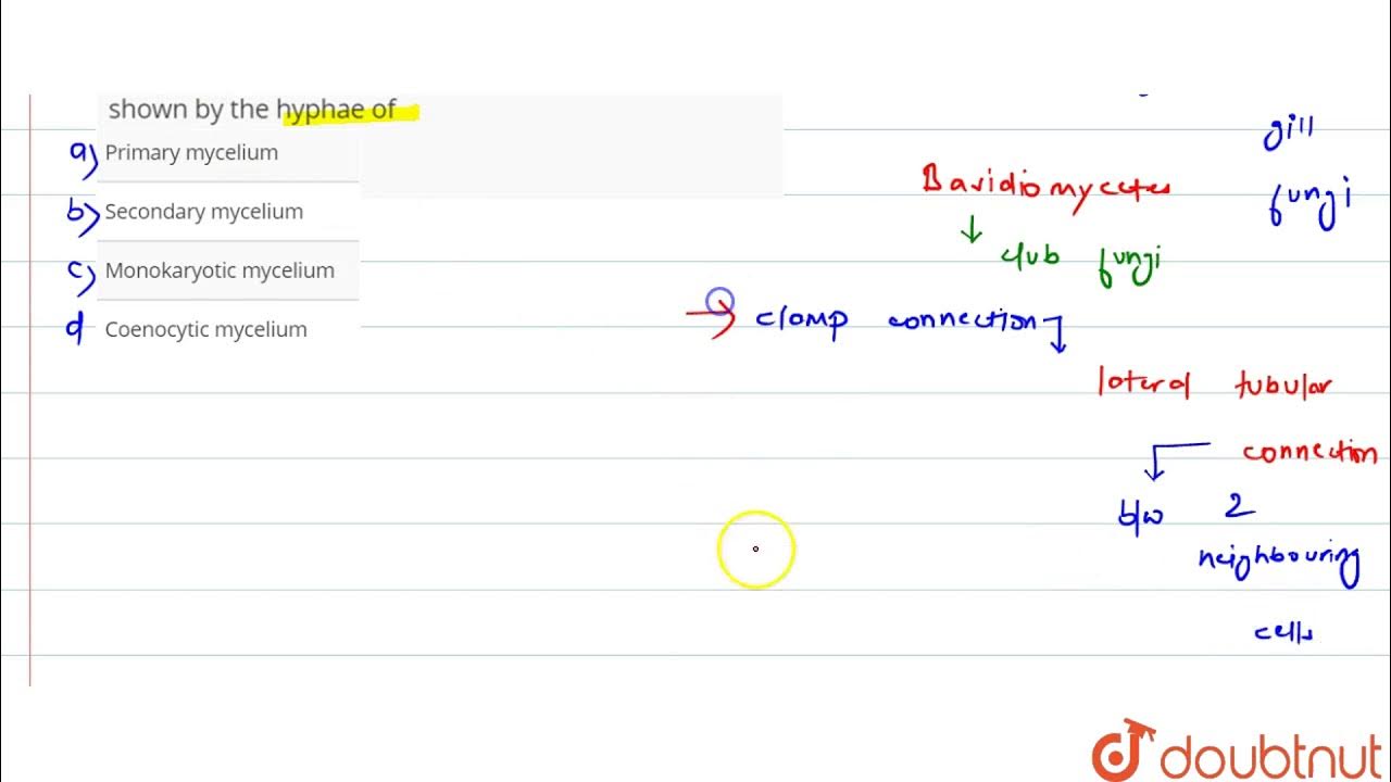 In Agaricus, clamp connections and dolipore septa are shown by the