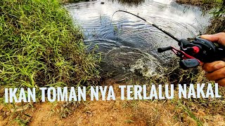 di pinggir jalan ini ikan toman nya ganas ganas bossqu ‼️‼️