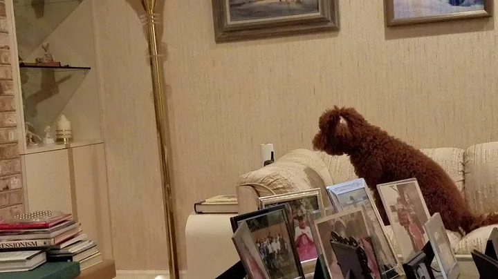 Who is that doggy in the mirror?