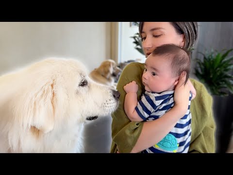 もっと犬に言いたいたくさんのこと : 君の「?」な行動に惑わされず、楽しむため… もっと犬に言いたい たくさんのこと-君の「?」な行動に惑わさ