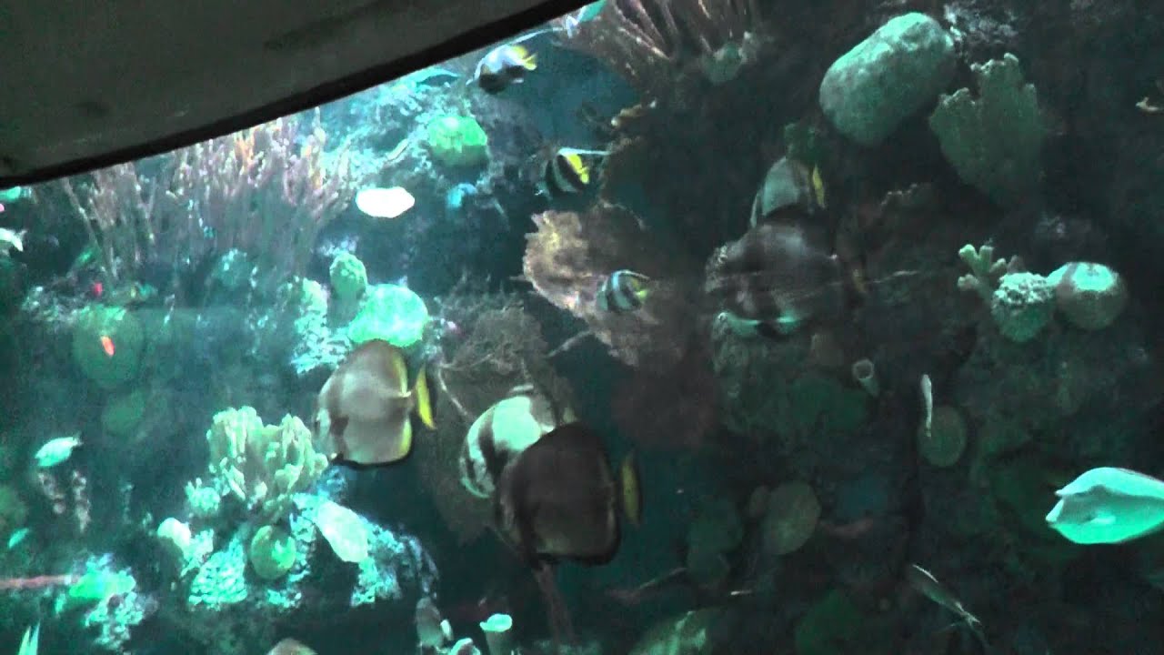 Chicago Trip 2013 Day 4 - Shedd Aquarium: Wild Reef - YouTube