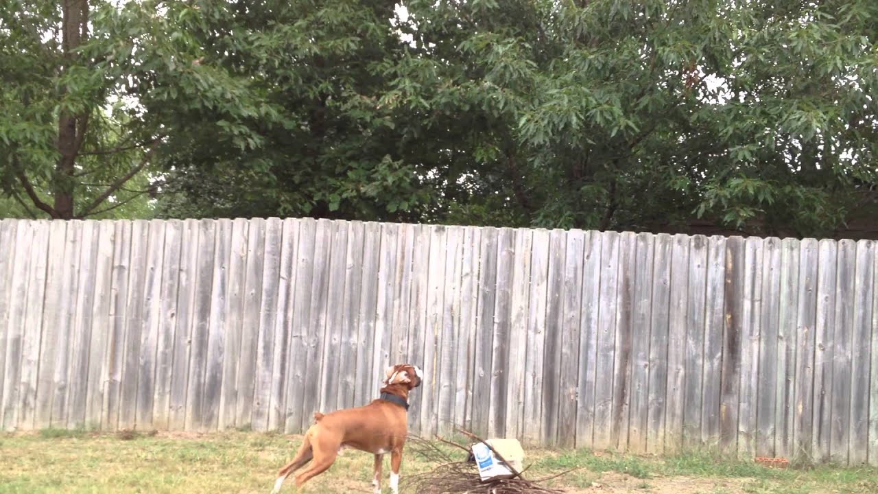Boxer almost jumps fence YouTube