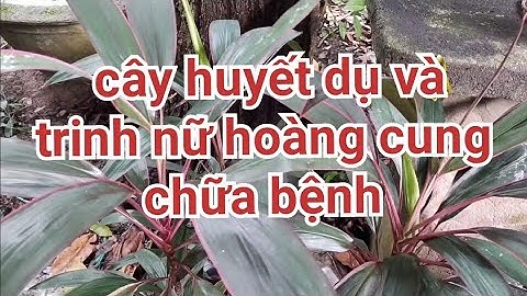 Đời cỏ thuốc nam #41 cây huyết dụ và cây trinh nữ hoàng cung chữa bệnh