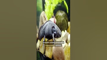 The Cutest Smile In The Animal Kingdom? | Axolotl