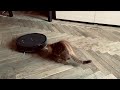 Реакция кота на робот-пылесос REDMOND RV-R650S WiFi