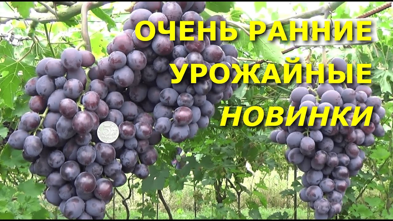 Виноград велюр описание отзывы. Виноград Вернисаж Калугина. Виноград бригадир. Виноград велюр. Белый Вернисаж виноград.