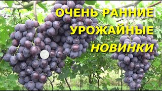 ОЧЕНЬ РАННИЙ УРОЖАЙНЫЙ ВИНОГРАД ВЕЛЮР, ВЕРНИСАЖ БЕЛЫЙ, ПЕРЕСВЕТ