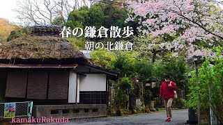 【4K】春の鎌倉散歩 朝の北鎌倉〈字幕をオンにして見て下さい〉