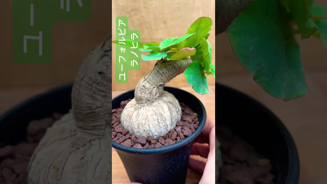 Euphorbia sp.ranohira【ユーフォルビア・ラノヒラ】 | RIMO'S GREEN