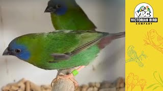 Current Hand Reared Parrots | Victorian Bird Co Geelong | 02/10/25