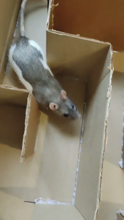 Крысы и лабиринт 🐭 #rat #pets #cute #animals #funny #funnyshorts # ...
