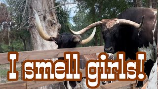 Moving our Longhorn Ladies Back To The Ranch