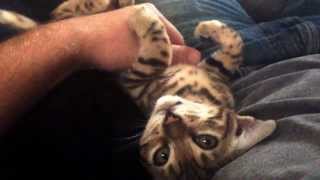 Conversation with my Bengal kitten Molly by Krys S 857,630 views 10 years ago 2 minutes, 14 seconds