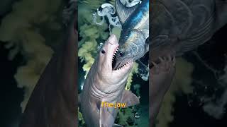 🦈⚔️ GOBLIN SHARK vs GIANT SWORDFISH #monsterdepth #shorts